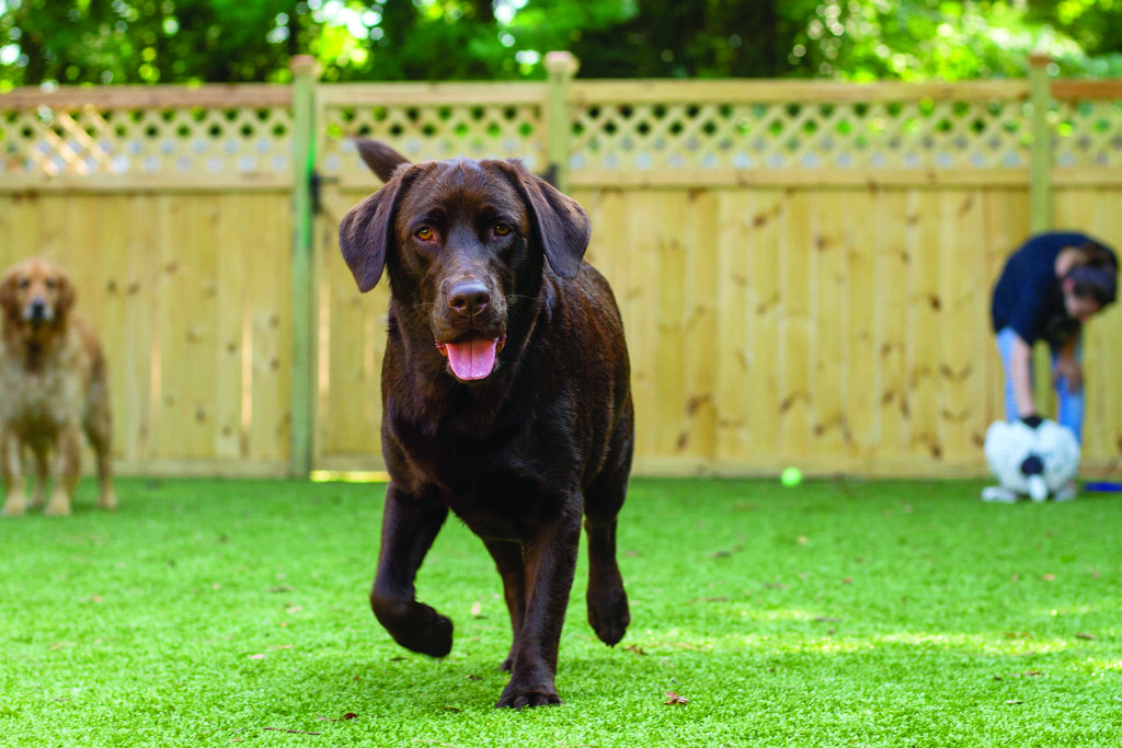 Gilbert Artificial Turf Installers For Stain Removal